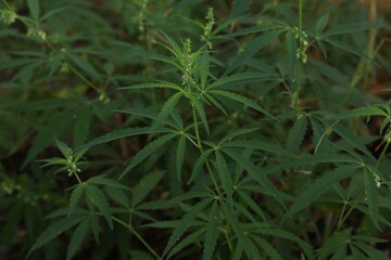 Green organic hemp growing outdoors, closeup view