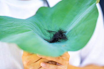 Cutting hair at the ordination ceremony of a Buddhist monk. Hair on Lotus leaf top golden tray...