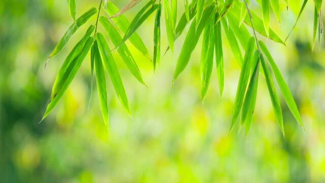 bamboo forest background