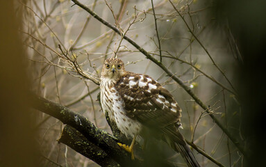 Hawk having breakfast