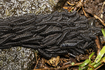 Caterpillars crawling on top of one another in the rain