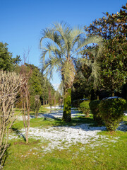   Snow on a palm tree and on green grass. Winter in Batumi. Winter in the park of the resort southern city. Sudden snowfall. Contrast Changing climate.