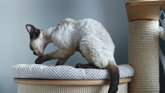 Tabby pointed Devon Rex cat cleaning herself on a cat scratcher post. High quality 4k footage