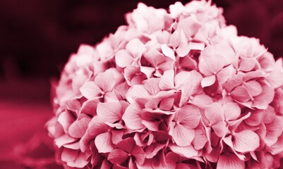 Beautiful flowers in Viva Magenta modern color