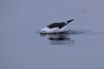 オオセグロカモメ