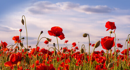 Poppy field for Anzac background. Remembrance day. Red poppies poster. Memorial armistice Day,...