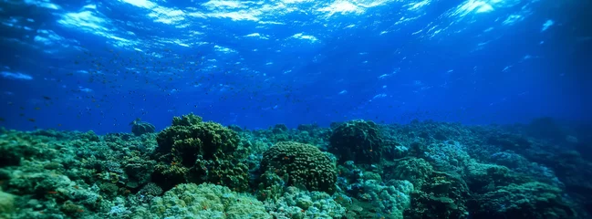  panorama coral reef underwater landscape seascape © kichigin19