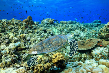 Obraz na płótnie Canvas big sea turtle underwater photo, fish clingers, symbiosis ecosystem