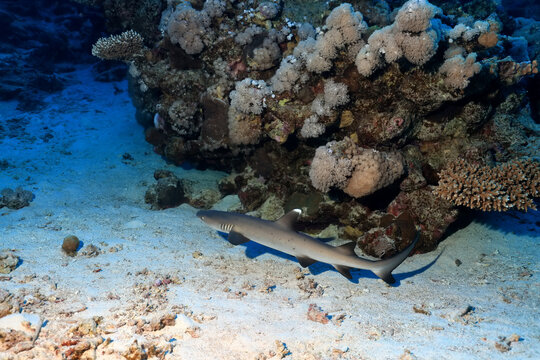 reef shark underwater photo wildlife