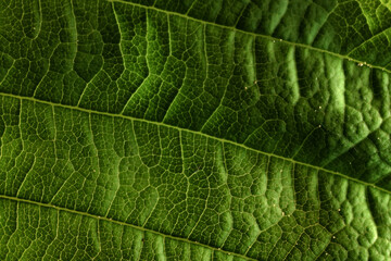 texture green leaf macro abstract background nature