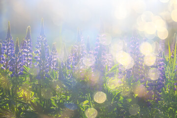 meadow springtime wild flowers lupine background copy space