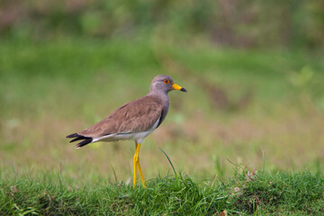 Grey Headed Lapwing on the ground