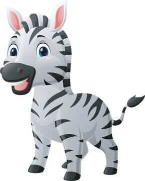 Cute baby zebra cartoon on white background