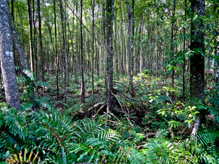 Fototapeta premium view of standing mangrove forest for production into wood charcoal