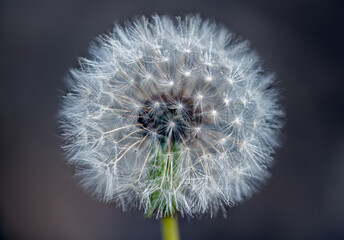 Dandelion (Taraxacum)