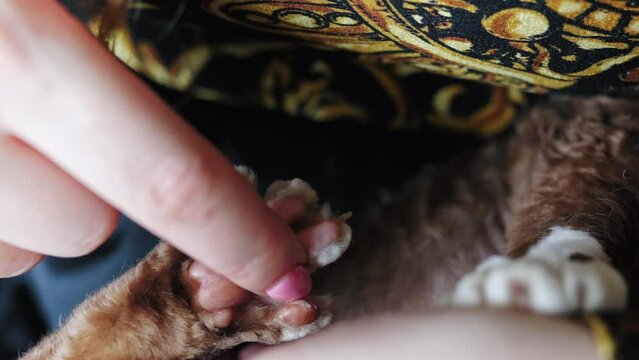 Closeup of a woman finger touching pink pads of a Devon Rex cat paw. High quality 4k footage