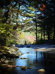 Obraz premium Creek along a lush forest
