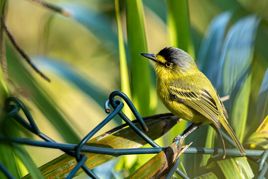 close do pequeno passaro ferreirinho-relogio empoleirado numa tela de arame verde exibindo sua bela plumagem amarela e preta e ao fundo a vegetação tropical desfocada. 