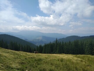 A cow is grazed in the Carpathian mountains against the background of coniferous hay