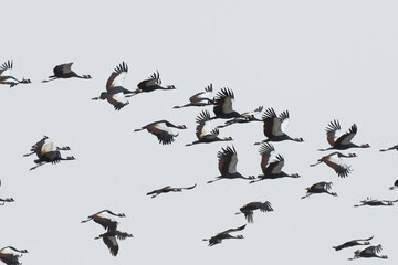 Flock of black crowned cranes flying