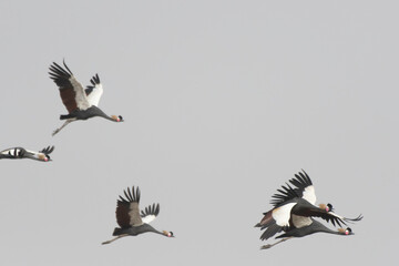 Flock of black crowned cranes flying