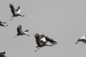 Flock of black crowned cranes flying