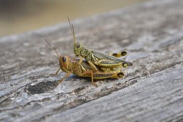 close up of a grasshopper