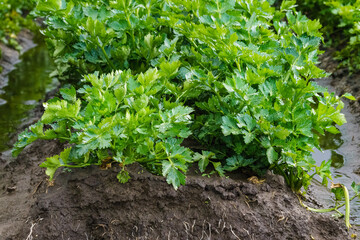 Obraz premium Agricultural field of celery plant. Green celery plant close-up. Harvest season