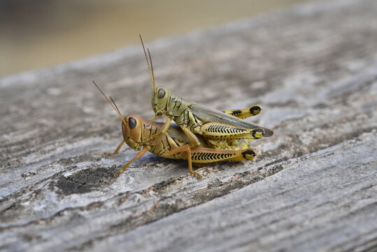 close up of a grasshopper