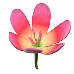 tulip flower 3d illustration