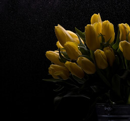 Bouquet of yellow tulips on a black background