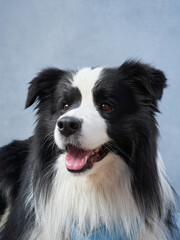 Happy dog on a blue background. black and white border collie funny muzzle in studio