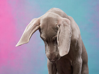 Fototapeta na wymiar Weimaraner puppy on a bright background. Portrait of a gray dog. Funny Pet in the studio
