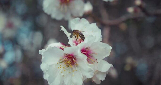 Spring blooming tree with bee collects pollen from white flowers in orchard.