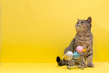 Beautiful small scottish straight kitten sitting with colored easter eggs in shopping cart on yellow background