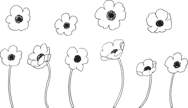 アネモネの線画イラスト。アネモネの花びらの手描きイラスト。Line drawing illustration of anemone. Hand drawn illustration of anemone petals.