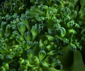 Broccoli close up. Super macro.