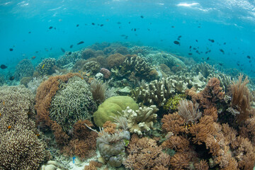 Fototapeta na wymiar Fish and corals thrive on a shallow reef in Bunaken National Park in North Sulawesi, Indonesia. This region harbors extraordinary marine biodiversity.