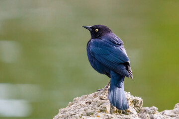 Brewer's blackbird (Euphagus cyanocephalus) male, close up portrait of small bird sitting on the beach close to the pond