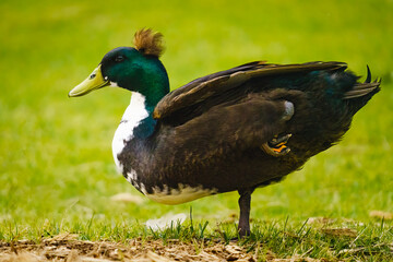 Mallard duck (Anas platyrhynchos. Close-up portrait of a male wild duck standing on the beach