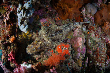 Naklejka na ściany i meble A Crocodilefish, Cymbacephalus Beaufort, sits on an Indonesian coral reef waiting for unwary prey to swim close.