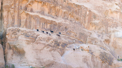 Herd of goats climbing and standing steep, rocky cliffs of mountains in desert landscape of Jordan, Middle East