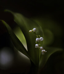 Lilies of the valley against a dark green background