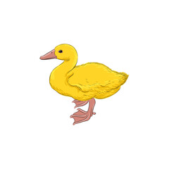 vector drawing sketch of yellow duckling, hand drawn bird, isolated nature design element