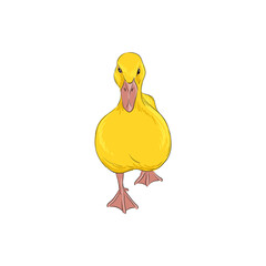 vector drawing sketch of yellow duckling, hand drawn bird, isolated nature design element