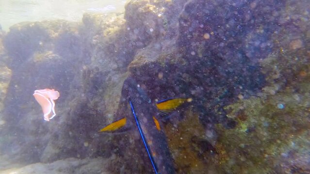 Acanthuridae surgeonfish with tangs in wild ocean water, underwater shot. lue tang or Regal tang. Paracanthurus hepatus is a species of Indo-Pacific surgeonfish. 