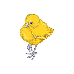 vector drawing sketch of domestic yellow chicken, hand drawn bird, isolated nature design element