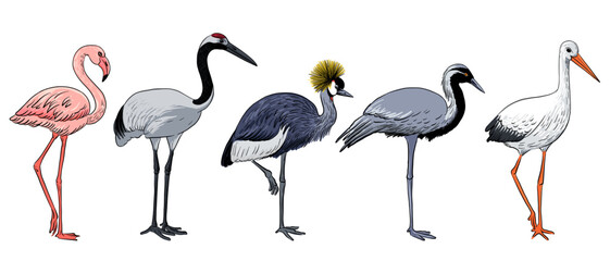 vector drawing sketch of birds, flamingo, stork and cranes, hand drawn illustration , isolated nature design element