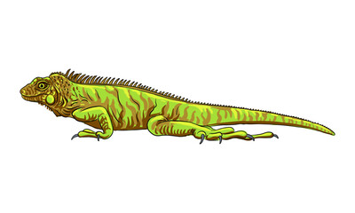 vector drawing sketch of animal, hand drawn green iguana , isolated nature design element