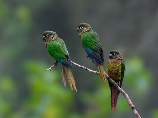 Fototapeta na wymiar Three Marron-bellied Parakeets portrait on stick against dark background